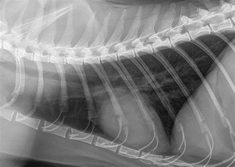 X Ray Of A Cats Body