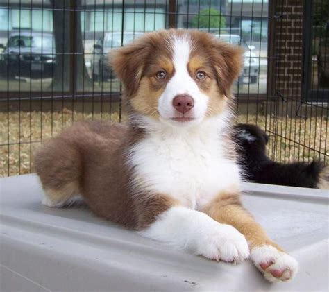 This Pretty Teacup Puppy Will Bring You Joy Dogs Are Wonderful Friends