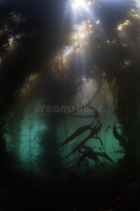 Jellyfish In Kelp Forest Stock Image Image Of Habitat