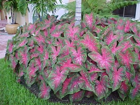 Your flower sprouted, grew and bloomed. List of shade loving plants! Caladiums are excellent in ...