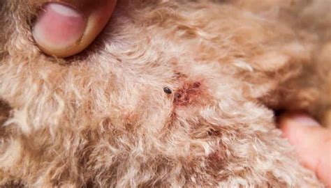 Do Ticks Burrow Under The Skin Of Dogs