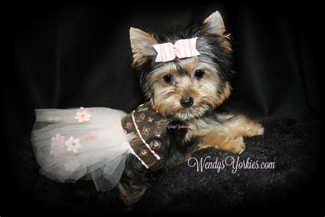 If you have never adopted or trained a dog before, then we suggest reading up on some puppy training tips and meeting a handful of times with a trainer after adoption. Female Teacup Yorkie Puppies For Sale in TX | Wendys Yorkies