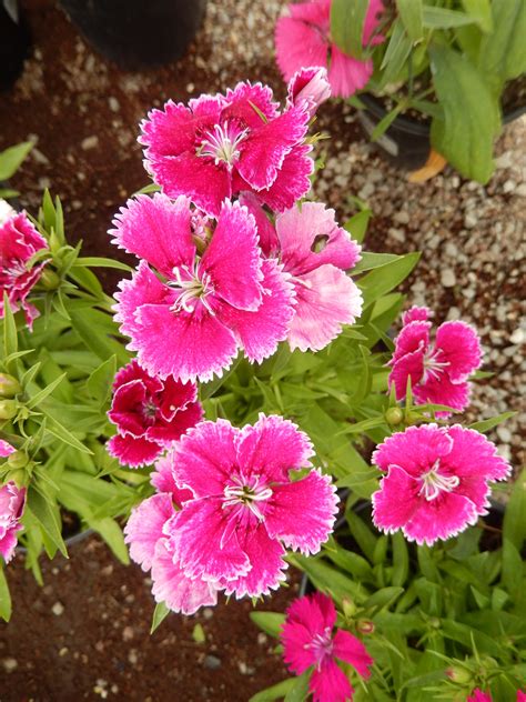 Gambar Menanam Daun Bunga Botani Taman Berwarna Merah Muda Flora