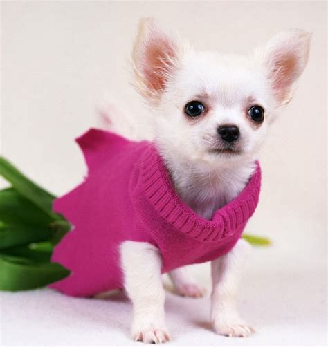 Different Breeds Of Dogs Teacup Chihuahua Mini