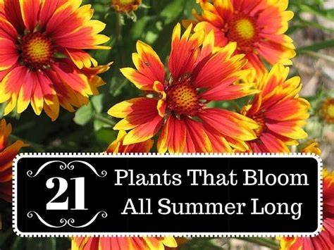 Track down varieties that love sunny spots, and you'll have plenty of flowers on your. 21 Plants That Bloom All Summer Long | Summer blooming ...
