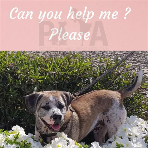 Protection Of Animal Rights Association UAE - Pet Adoption Service