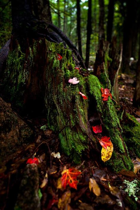 Faerie Forests Autumn Forest Best Places To Camp Forest Floor