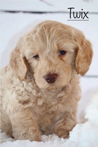 Yorkshire terrier litter of puppies for sale in san antonio, tx. Labradoodle puppy dog for sale in Waco, Texas