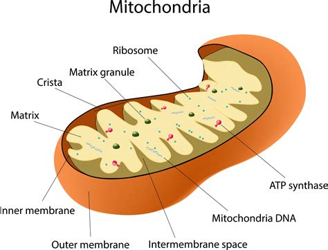 What Are Mitochondria Mitochondrial Wellness
