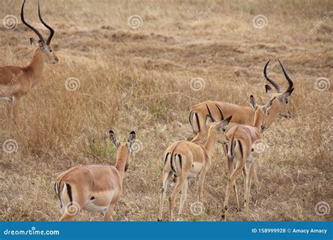 Animals At Ruaha National Park Stock Photo Image Of Grass Landmost