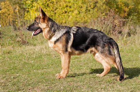 Everything You Need To Know About Your 5 Month Old German Shepherd