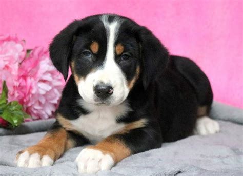 High standard confirmation, dna & health testing. Pretty | Greater Swiss Mountain Dog Puppy For Sale ...