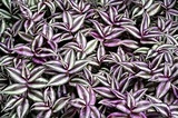 Wandering Jew Plant: Types, How to Grow and Care for Beginners | Florgeous