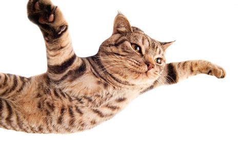 Кот готовящийся к прыжку без регистрации Обои на рабочий стол Mirowo