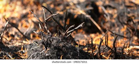 Forest After Fire Burnt Grass Bushes Stock Photo 1983171011 Shutterstock