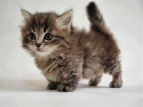 This Is A Little Baby Munchkin Cat And Its So Cute