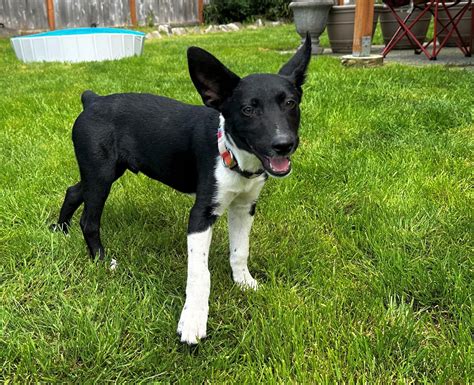 Dog For Adoption Oreo A 5 Month Old Puppy A Rat Terrier In