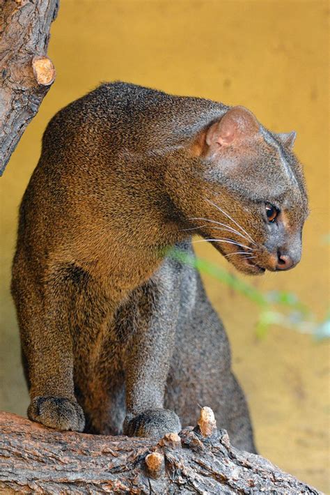 Puma Yagouaroundi Jaguarundi Ягуарунди They Are Also The Missing