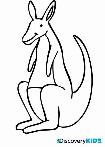 Kangaroo Coloring Pages Clipart Easy Drawing Discovery