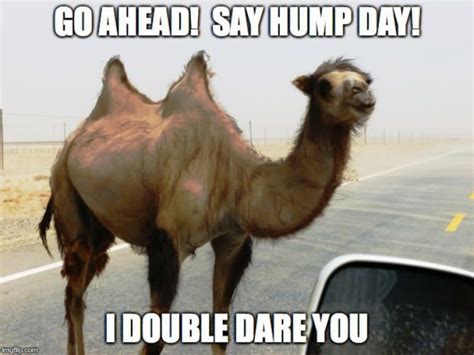 Funniest Happy Hump Day Memes That Makes You Fun Funny Happy Hump Day Meme Happy Hump Day