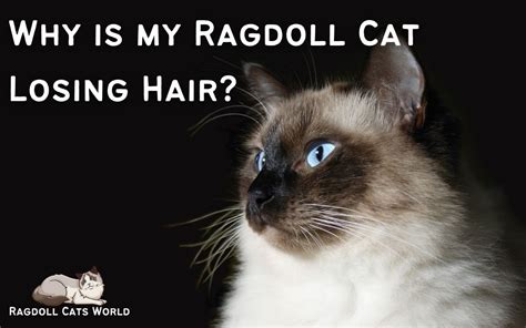 Why Is My Ragdoll Cat Losing Hair Ragdoll Cats World