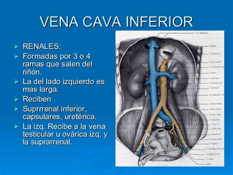 Inferior Vena Cava Function Anatomy Definition Body M