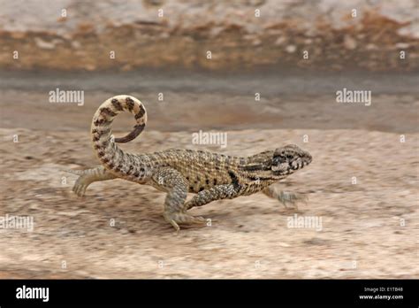 Northern Curly Tailed Lizard Leiocephalus Carinatus Stock Photo Alamy