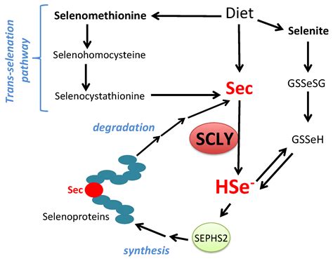 antioxidants free full text selenocysteine β lyase biochemistry regulation and