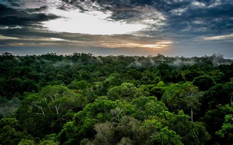 La Forêt Amazonienne Du Brésil émet Plus De Co2 Quelle Nen Capture