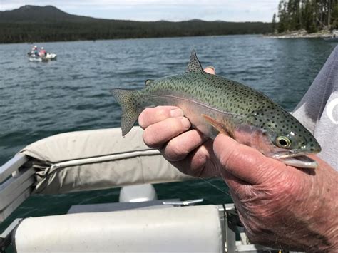 Lava Lake Is A Hot Spot For Rainbow Trout Fishing In Central Oregon
