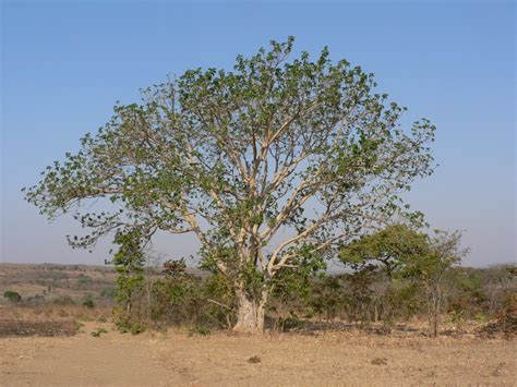 West African Plants A Photo Guide Ficus Sycomorus L