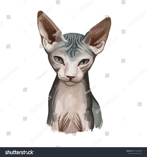 Donskoy Don Sphynx Russian Hairless Cat Stock Illustration 1610343652