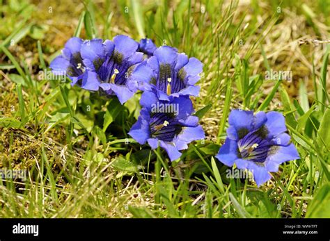 Gentian Alps Mountains Flower Hi Res Stock Photography And Images Alamy