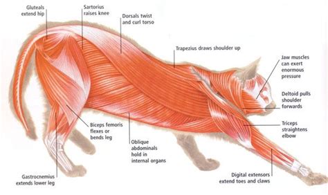 Feline Musculature Anatomy Cat Anatomy Feline Anatomy Cat Jump