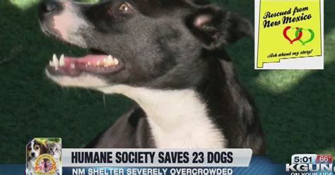 Humane Society Rescues 23 Dogs From New Mexico