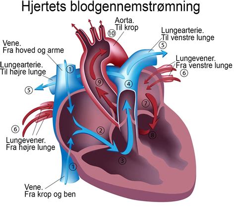 Hjerte lunger og kredsløb Biologiskolen