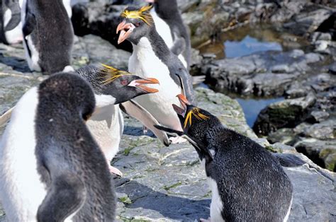 Macaroni Penguin Antarctic Bird Species Britannica