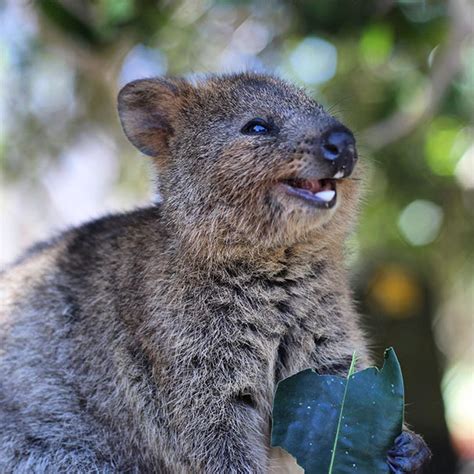 Flitto Content Quokkas Are The Happiest Animal In The World