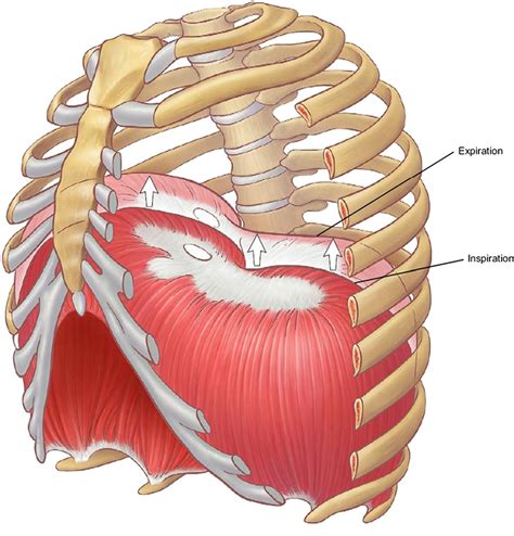 Anterior Chest Wall Anatomy