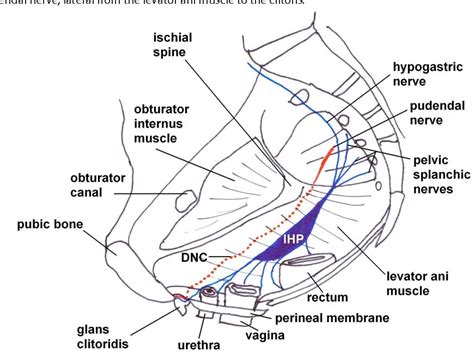 Figure From Chapter The Somatic And Autonomic Innervation Of The