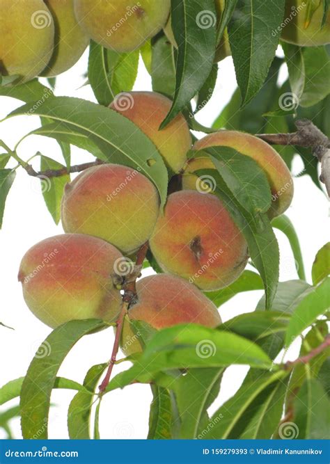Peaches On A Tree Stock Image Image Of Calm Garden 159279393