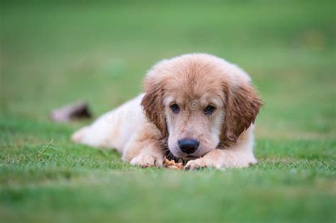 Cute Golden Retriever Puppy Stock Photo Image Of Lovely Gardens