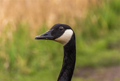 Canada Goose Head And Neck Photograph By Marv Vandehey