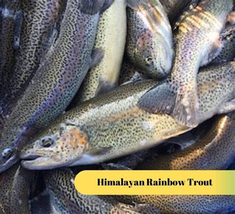 Himalayan Rainbow Trout Fish At Best Price In Delhi By Azeem Fish
