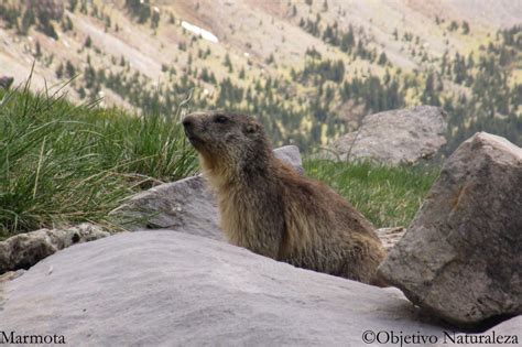 Objetivo naturaleza - Marmota alpina (Marmota marmota)