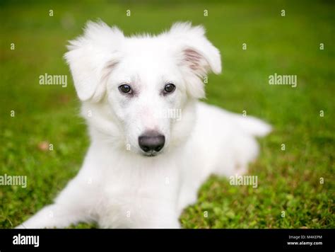 Portrait Of A Fluffy White Mixed Breed Dog Outdoors Stock Photo Alamy