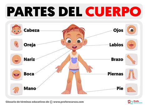 Las Partes Del Cuerpo Para Preescolar Y Primer Grado Body Parts In Spanish Dasbeth Online