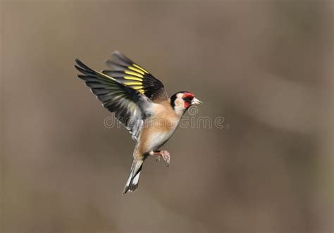 European Goldfinch Bird Carduelis Carduelis Stock Image Image Of Food
