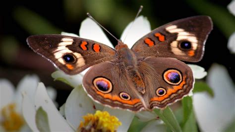 Brown Orange Butterfly On White Flower Hd Butterfly Wallpapers Hd