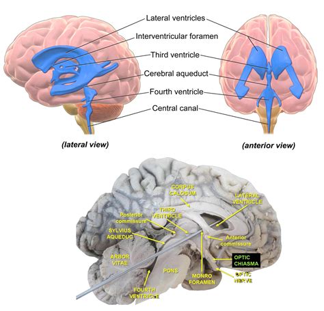 Gyri En Sulci The Cerebrum Human Anatomy And Physiology Lab Bsb 141